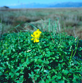 Vinagrella ("Oxalis pes-caprae")