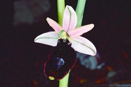 Orquídia ("Ophrys balearica")