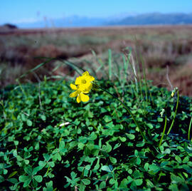 Vinagrella ("Oxalis pes-caprae")