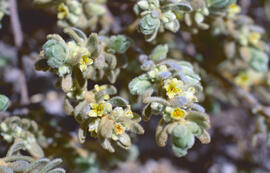 Herba de cotó ("Thymelaea velutina")