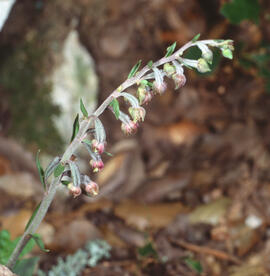 Orquídia ("Epipactis microphylla")