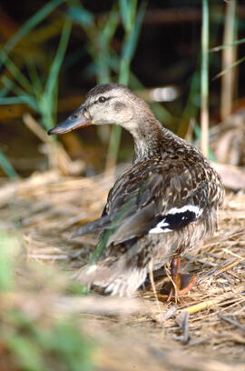 Collblau ("Anas platyrhynchos")