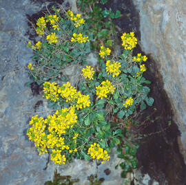 Fonoll pudent ("Anethum graveolens")