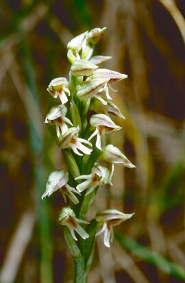 Orquídia ("Neotinea tridentata")