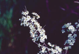 Branca d'ametller ("Prunus amygdalus")