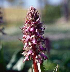 Mosques grosses ("Himantoglossum robertianum")