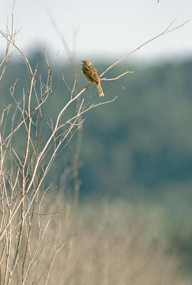 Sól·lera ("Emberiza calandra")