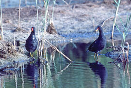 Gallineta d'aigua ("Gallinula chloropus")