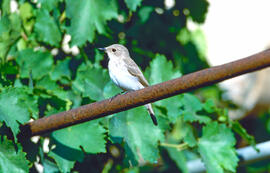 Picamosques ("Muscicapa striata")