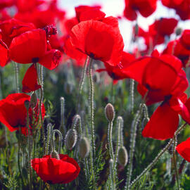 Roselles ("Papaver rhoeas")