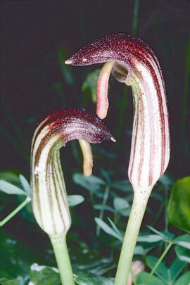 Llengua de frare ("Arisarum vulgare")