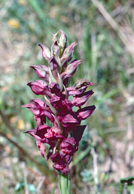 Abellera olorosa ("Anacamptis coriophora")