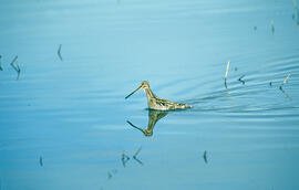 Cegall ("Gallinago gallinago")