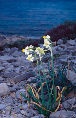 Narcís ("Narcissus")