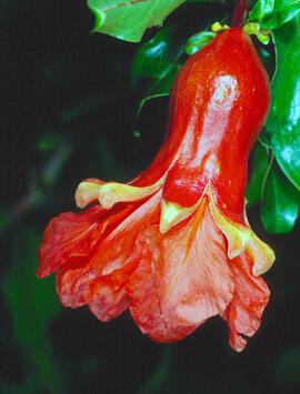 Flor de magraner ("Punica granatum")