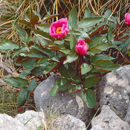 Peònia ("Paeonia mascula")