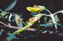 Mongetera d'arbre ("Anagyris foetida")