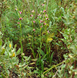 Mosca vermella ("Ophrys tenthredinifera")