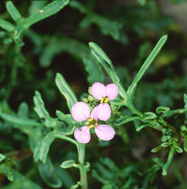 Rave de mar ("Cakile maritima")