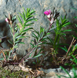 Bruc d'aiguamoll ("Erica tetralix")