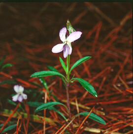 Rabassa llenyosa ("Viola arborescens")