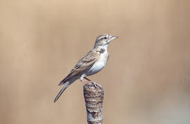 Pardal roquer ("Petronia petronia")