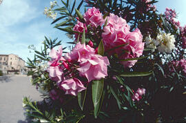 Baladre ("Nerium oleander")