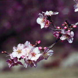 Flor d'ametller ("Prunus amygdalus")