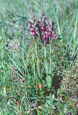 Abellera olorosa ("Anacamptis coriophora")