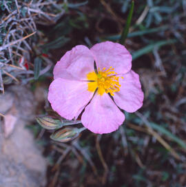 Perdiguera ("Helianthemum apenninum")