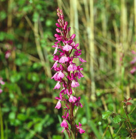 Orquídia ("Orchis palustris")