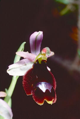 Orquídia ("Ophrys balearica")