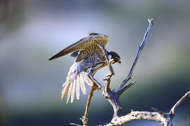 Falcó ("Falco peregrinus")