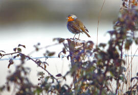 Rupit ("Erithacus rubecula")