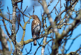 Tord ("Turdus philomelos")