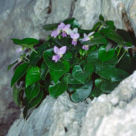 Viola d'olor ("Viola odorata")