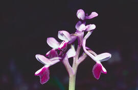 Abellera banyuda ("Orchis longicornu")