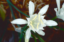 Lliri de mar ("Pancratium maritimum")