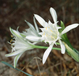 Lliri de mar ("Pancratium maritimum")