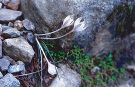 "Crocus biflorus"
