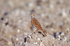 Verola ("Alauda arvensis")