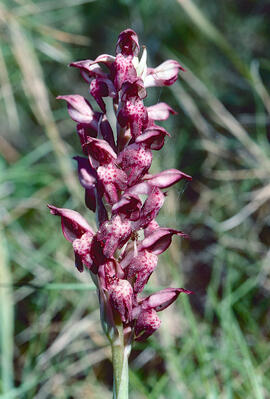 Abellera olorosa ("Anacamptis coriophora")