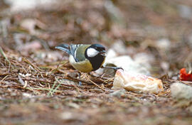 Ferrerito ("Parus major")