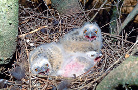 Polls de mussol ("Otus scops")