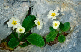 Primavera blanca ("Primula vulgaris")