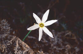 Narcís ("Narcissus obsoletus")
