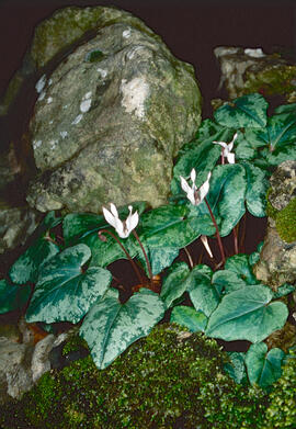 Engreixaporcs ("Cyclamen balearicum")
