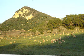 Pasturant baix el puig de Sant Nofre