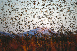 Esbart d'estornells ("Sturnus vulgaris")