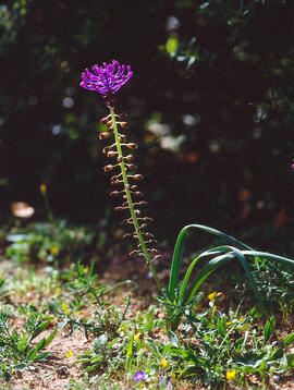 Calabruixa grossa ("Muscari comosum")